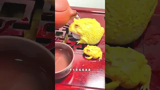 Frogs yellow💛 #youtubeshorts #viral #funnyanimal #underwater #funny #shorts #short #fyp #youtube