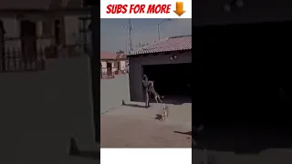 Two Brave Dogs Catch a thief video Caught on Cam 😮 -video meme-