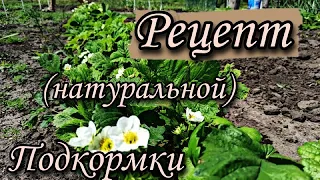 Лучшее НАТУРАЛЬНОЕ Удобрение (Для Урожайности и Роста!!!)