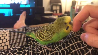 Kiwi Talks Again - 4K video of parakeet/budgie talking for minutes on end!