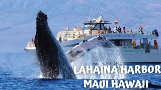 MAUI HAWAII | LAHAINA HARBOR | WHALE WATCHING | DINNER CRUISE | SAIL & SNORKEL