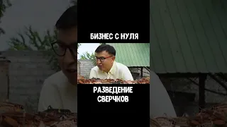 Разведение сверчков - Бизнес в домашних условиях