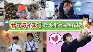 【サプライズ＆ドッキリ】学校から帰ったら、ネコちゃんがいる！？