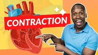 How the Heart Contracts - Step by Step