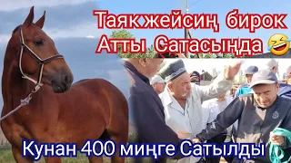 Ноокат  ЖЫЛКЫ Базары 400 миңге  1 жашар Тай Сатылды 320 миңге Кунан Сатылды