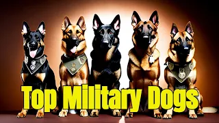 5 Best Military Dog Breeds