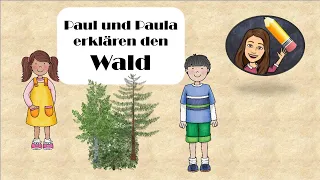 Der Wald - Stockwerke des Waldes - Erklärvideo für die Grundschule Klasse 3 und 4