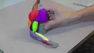 Sculpt all the Muscles of the Arm in Clay!