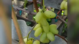 Обзор виноградника в открытом грунте. Вызревание гроздей и лоз на 13 сентября 2020 года.