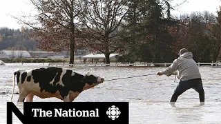 Scramble to protect Abbotsford, B.C., pump station, rescue animals