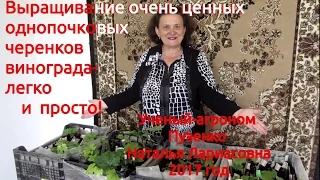 Укоренение однопочковых черенков винограда- легко и просто! (Пузенко Наталья Лариасовна)