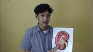 [Anatomy the MOVIES] BATU GINJAL? yuk pelajari dulu SISTEM URINARIUS