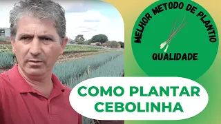 COMO CULTIVAR CEBOLINHA COM QUALIDADE?