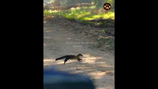 EXTREMELY RARE!! Yellow-Throated Marten in Jim Corbett National Park