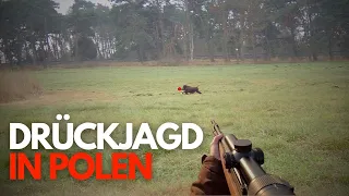 Beste Drückjagd in Polen - Best driven hunt in Poland - 2023