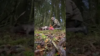 Fallow buck taken in forestry in Ireland with carcass handling