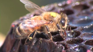 Bee Hunting: Finding a Wild Colony of Honey Bees