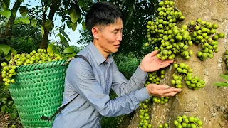 Harvesting Figs Fruit goes to the market sell - Build A Chicken Coop Out Of Bamboo | Solo Survival
