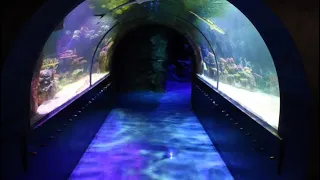 Shreveport aquarium