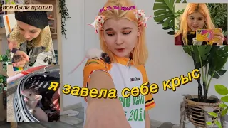 я купила КРЫС