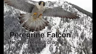 Peregrine falcon Nearly Takes Out Drone