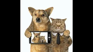 Funny Dogs and Cats 2024  Best Funniest Animal