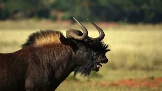 Black Wildbeest Shots while walk walking away and alarm calling