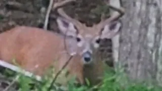 Juvenile Sasquatch Appears Next To A Large Whitetail Buck In Catskill Mountains Undislosed Location