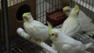 Cockatiel feeding 1 month old baby