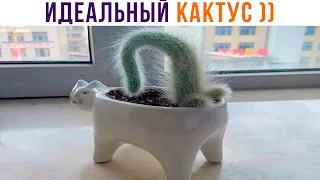 ИДЕАЛЬНЫЙ КАКТУС ))) Приколы с котами | Мемозг 1129