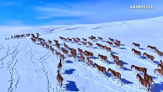 Hundreds of kiangs wander on snowy “the roof of the world”