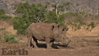 WildEarth - Sunset - 24 September 2020