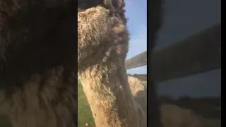 Adorable Fluffy Alpaca Walks Around Humming - 1042272-2