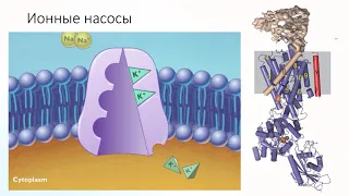 Ионные каналы Приезжева ОЛД218