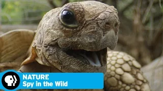 SPY IN THE WILD on NATURE | Episode 1 Preview: Love | PBS