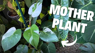 Potting Philodendron White Princess Cuttings | Relaxing Plant Care