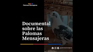 Documental sobre Palomas Mensajeras (Primera Parte)