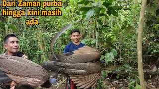 VIRAL_TEMUAN BURUNG YANG LANGKA