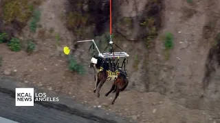 Horse freed nearly 24 hours after getting stuck in Santa Ana River