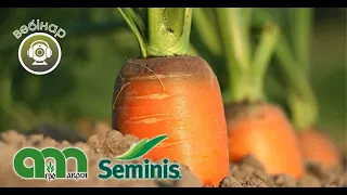 Вебінар «Особливості вирощування гібридів моркви компанії Seminis»