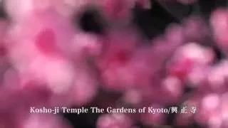 京都の庭園・興正寺　梅　The gardens of Kyoto Kosho-ji Temple. Cool Japan Full HD Movie