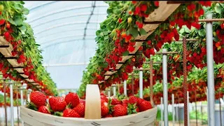 Awesome Hydroponic Strawberries farming with modern agriculture technology - strawberries harvesting