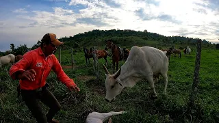 VACA NELORE ATACA PARA PROTEGER SEU BEZERRO E VARA A CERCA