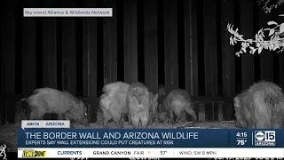 Changes in migration patterns of large animals along Arizona's southern border