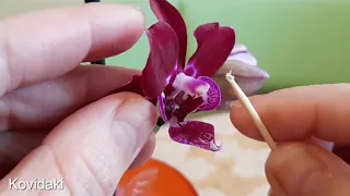 Мучнистый червец на орхидее фаленопсис