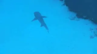 Palau Snorkeling- White Tip Shark