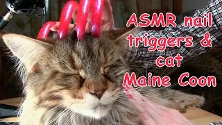 ASMR TRIGGER NAILS SOUND TAPPING & SCRATCHING FUNNY CAT