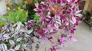 Wandering Jew complete care//To have Wandering Jew in hanging baskets,pots and water in your home