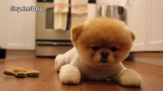 Boo - The World's Cutest Dog - Greatest Hits! ( All Videos HQ ) - MUST SEE!