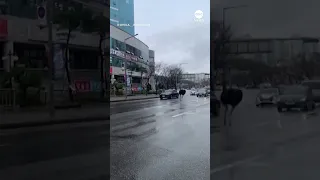 Police chase runaway ostrich in South Korea